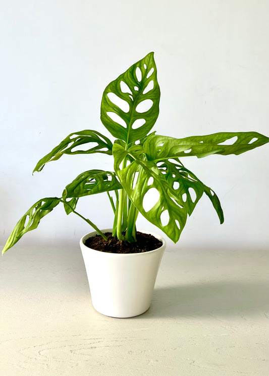 Monstera Adansonii