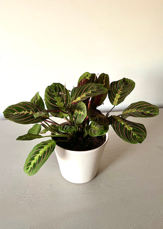 Maranta Leuconeura