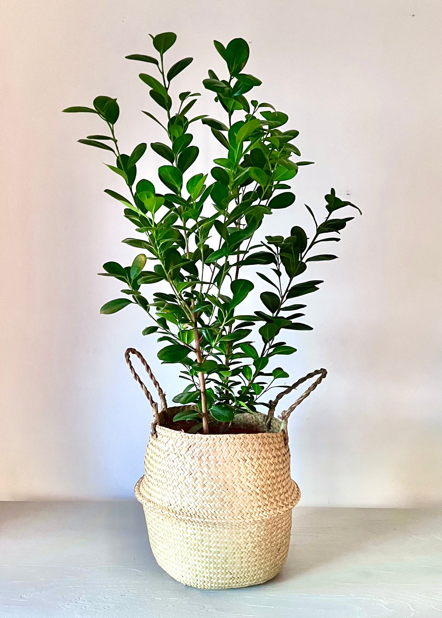 Ficus Moclame L