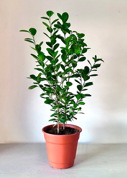 Ficus Moclame L