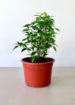 Ficus Bonsai verde