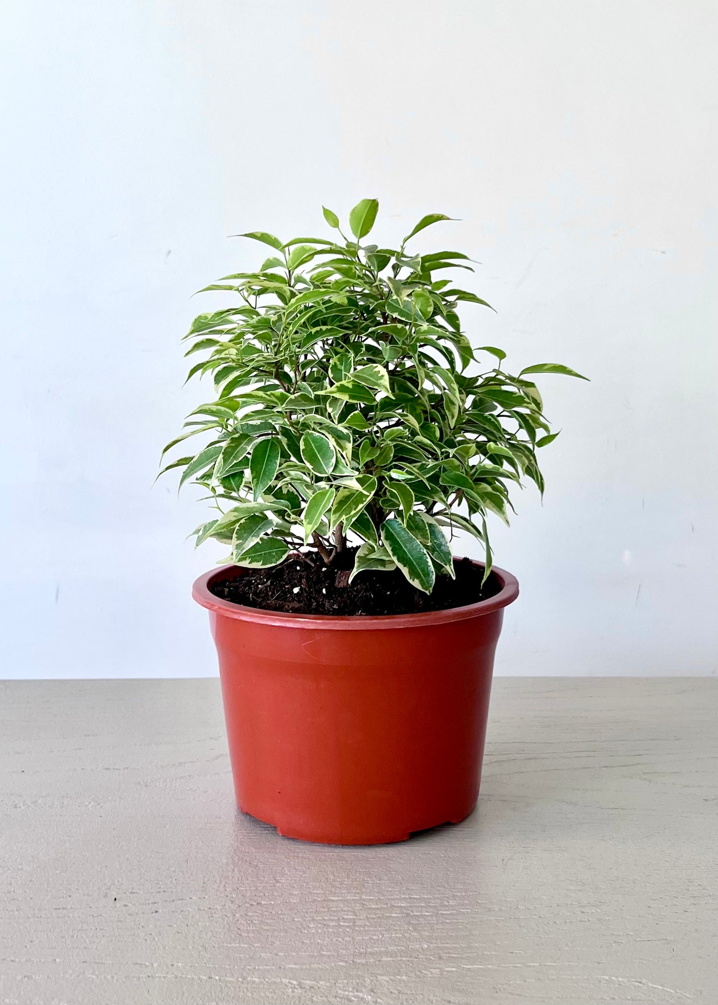 Ficus Bonsai Hawaii