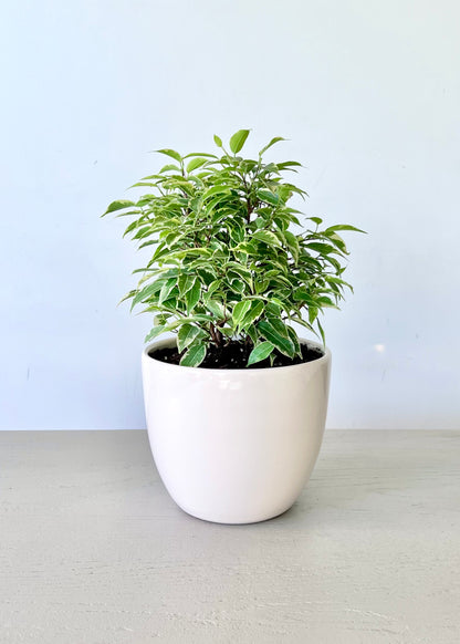 Ficus Bonsai Hawaii