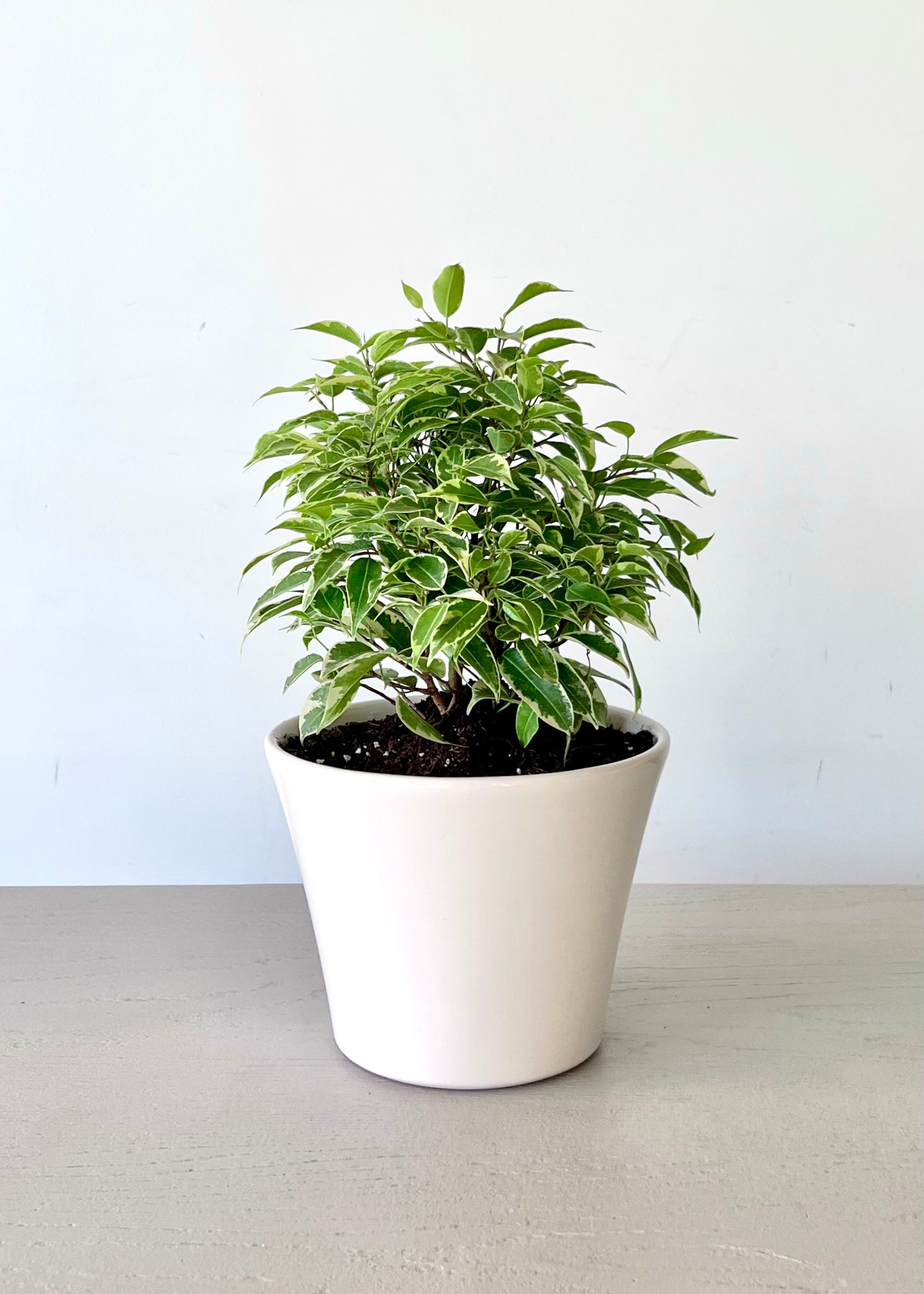 Ficus Bonsai Hawaii