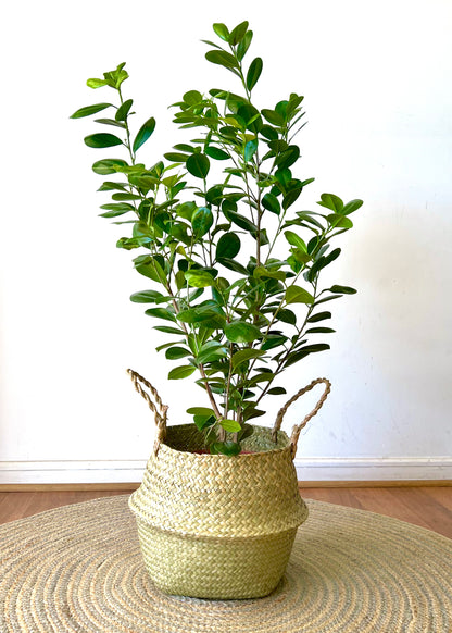 Ficus Moclame L